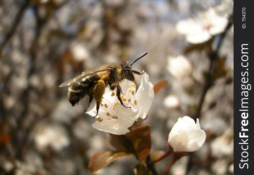 Bee On The Cherry Flower