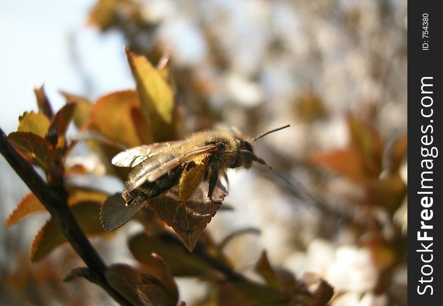 Bee, Loaded With Pollen