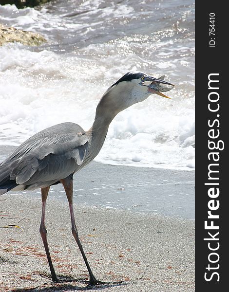 A wild great blue heron on the beach is eating a fish. A wild great blue heron on the beach is eating a fish