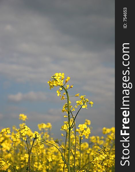 Yellow Flowers