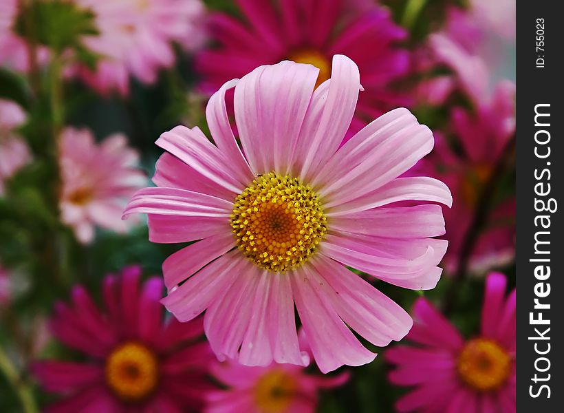 A photo of a pink gerbera