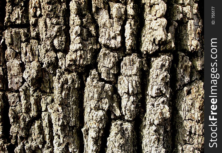 Close-up of elm bark on a spring day.