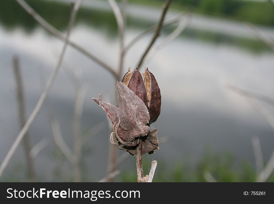 Seed pod found along the side of road near lake.