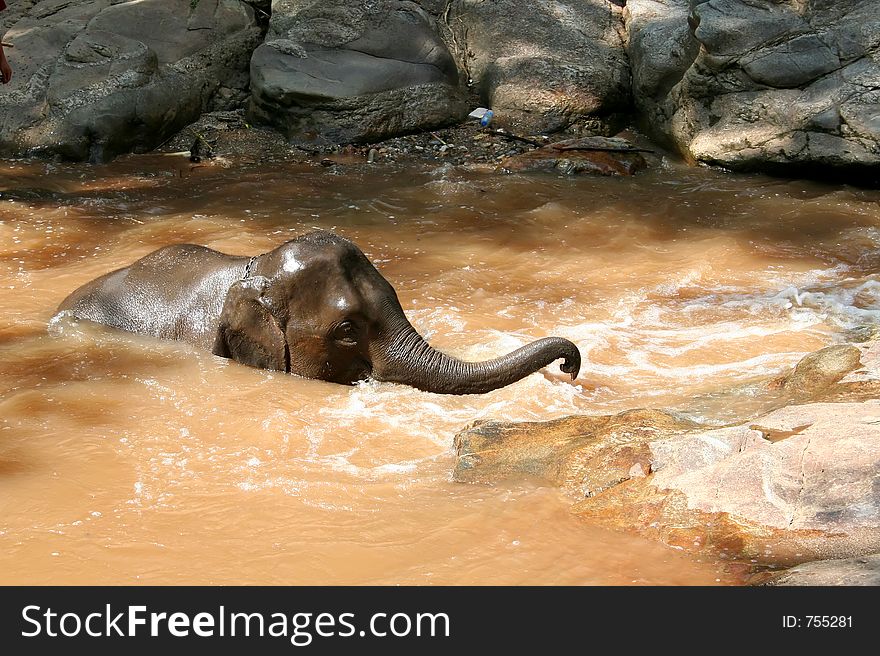 Elephant bathing in a river, Thailand