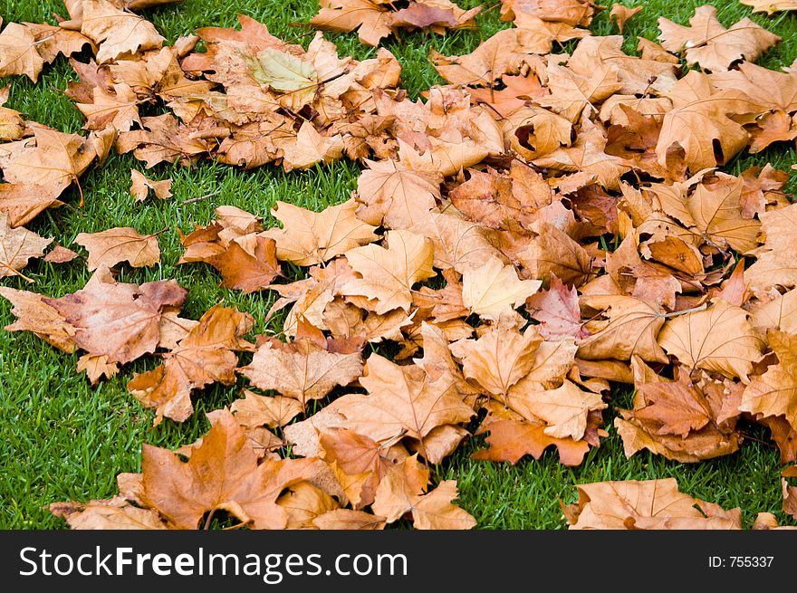 A group of leaves on the ground during autumn. A group of leaves on the ground during autumn.
