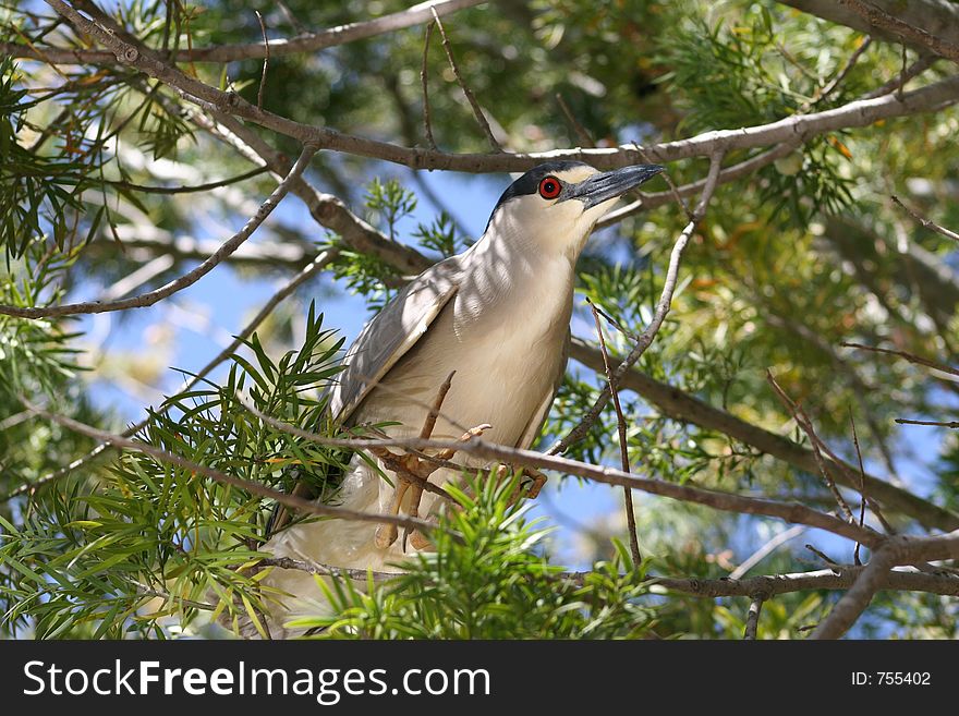 Bird perched in tree. Bird perched in tree