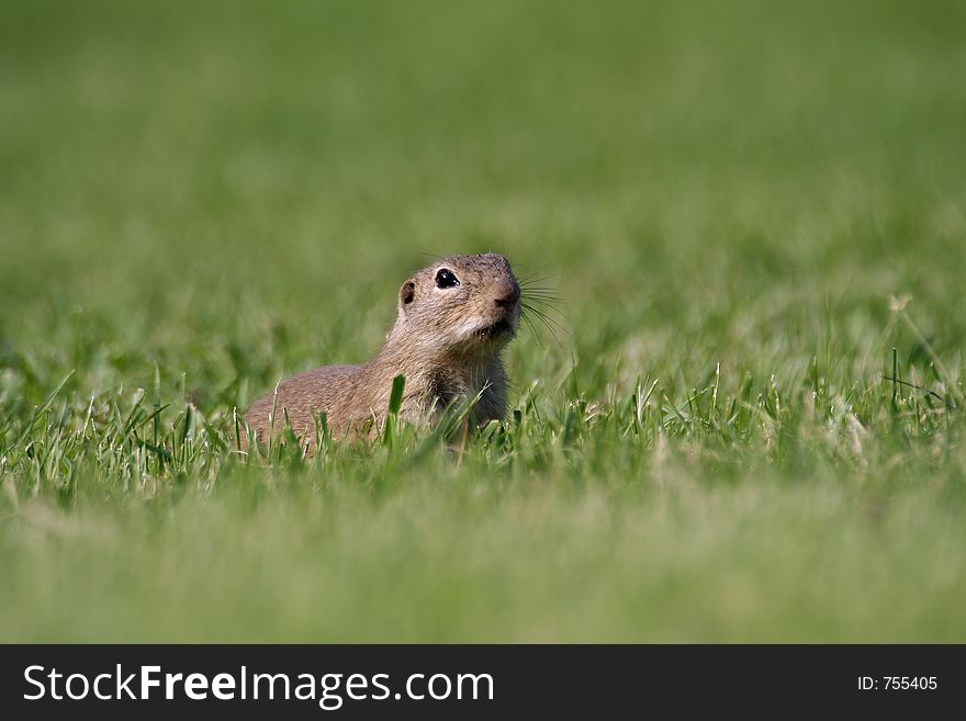 Souslik (Spermophilus citellus) on the field