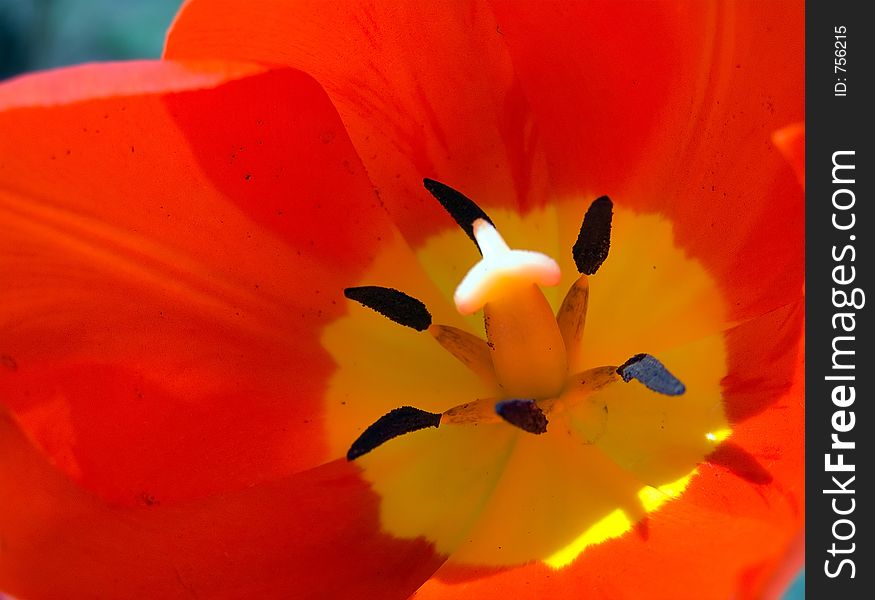 Tulip Macro