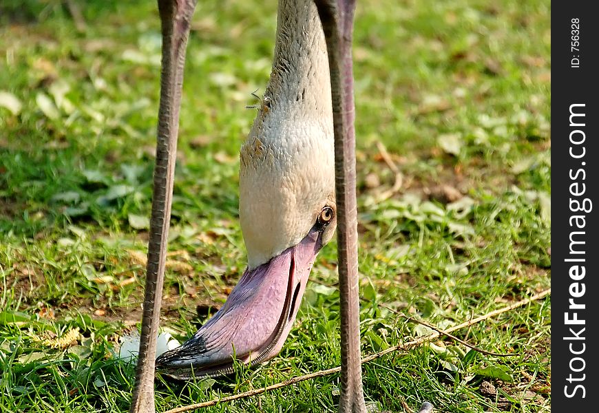 Feeding flamingo