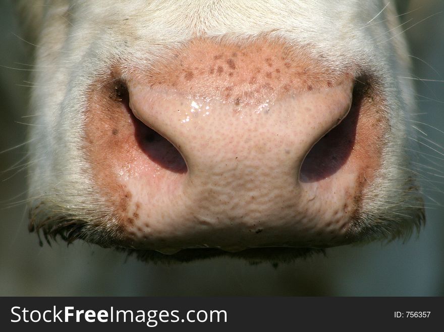 Nose and mouth of a cow. Nose and mouth of a cow