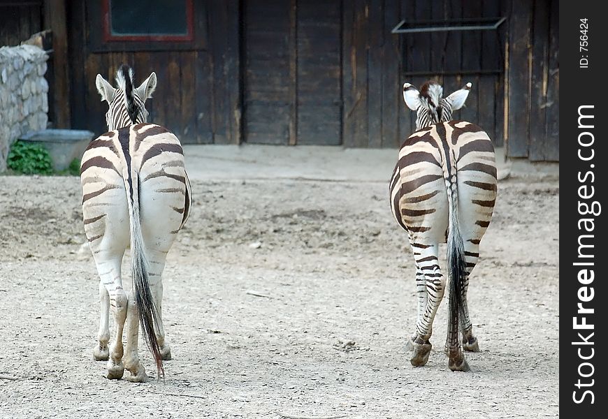 Two zebras behind