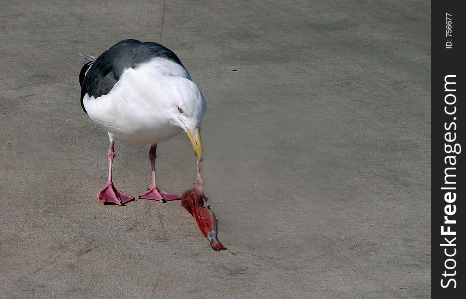 Seagull Eating