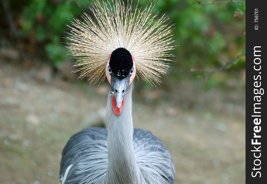 Crowned Crane