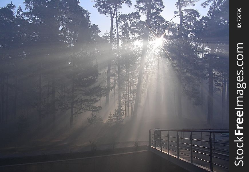 Sunny morning in forest through fog
