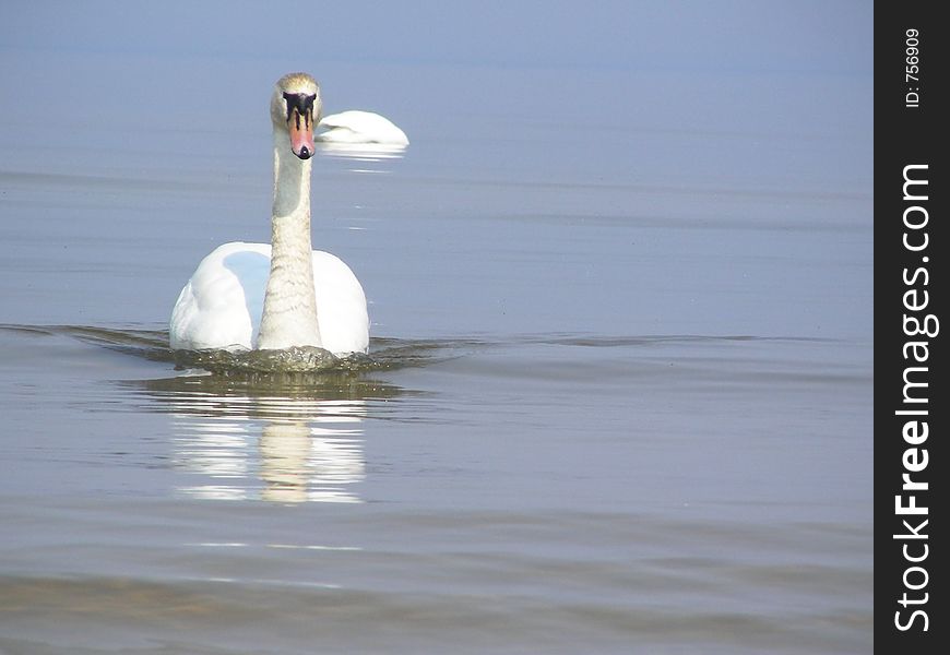 Swans in Baltic sea