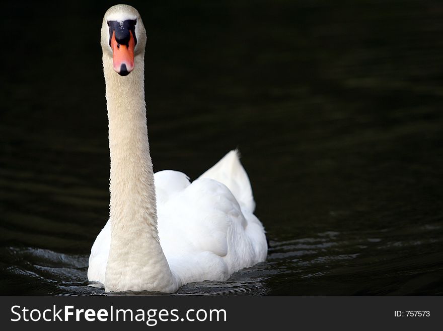 Swan in the pond. Swan in the pond