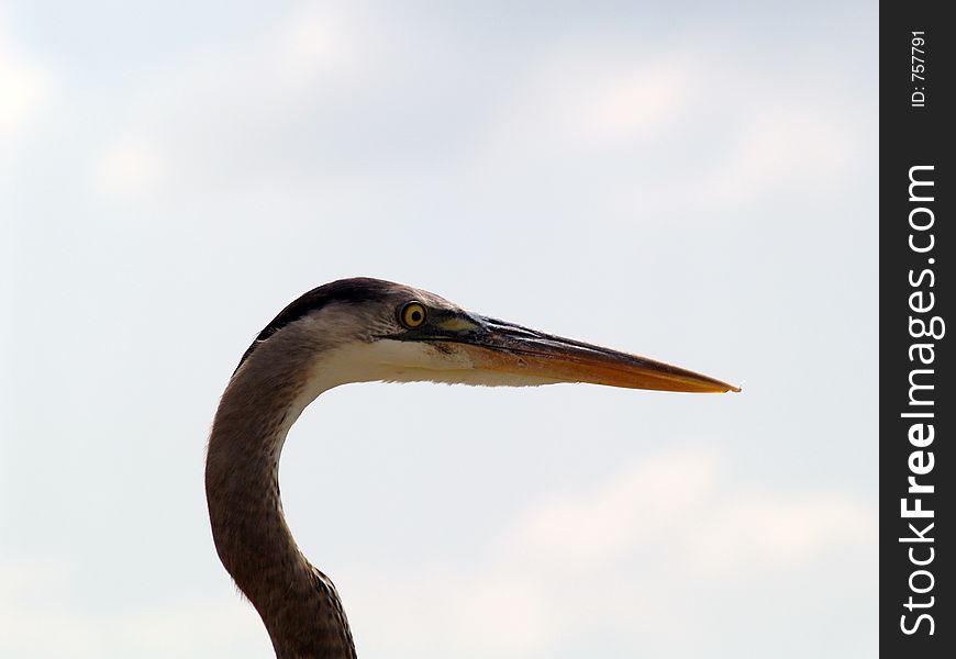 This is a close--up view of a blue heron's face. He was very brave to let me get this close. This picture was taken on the banks of the Indian River. This is a close--up view of a blue heron's face. He was very brave to let me get this close. This picture was taken on the banks of the Indian River