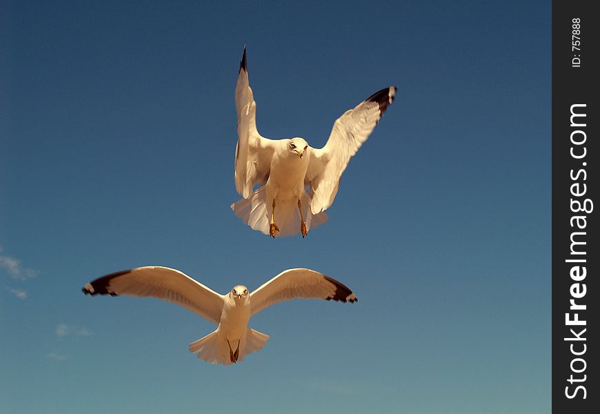 These seagulls pose for another shot. These seagulls pose for another shot.