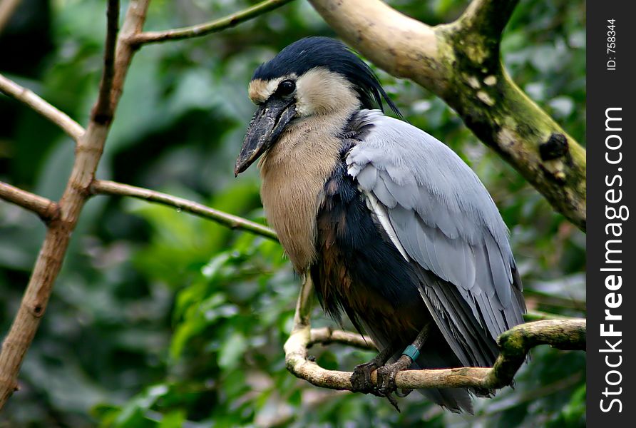 An exotic black bird. An exotic black bird