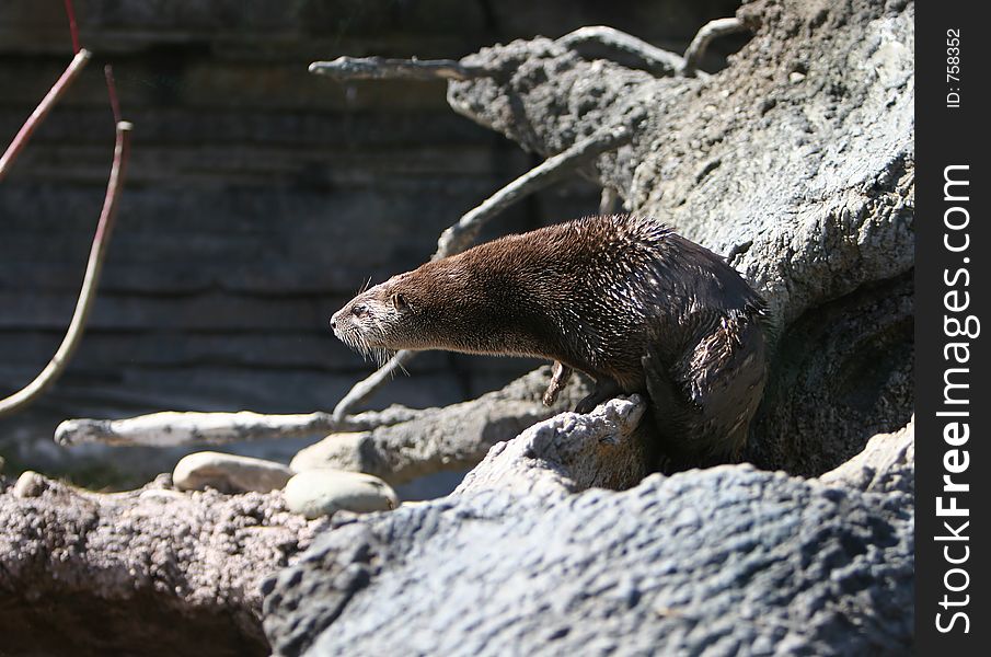 An otter playing near the water. An otter playing near the water.