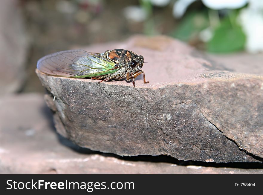 A newborn cicada waiting for his wings to dry so he could fly away. Closeup macro. A newborn cicada waiting for his wings to dry so he could fly away. Closeup macro