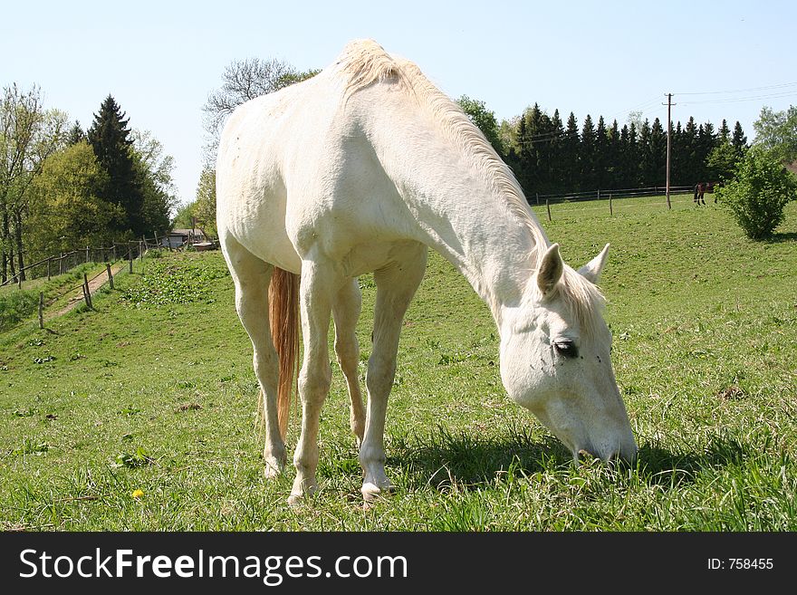 Horse at Farmland