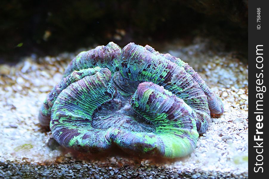 A blue green coral underwater