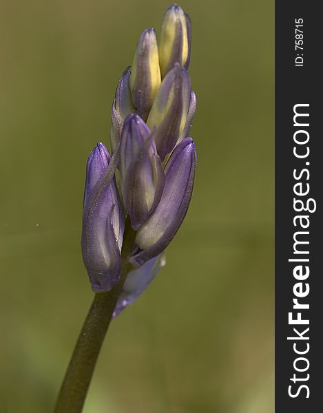 The Early Budding of a bluebell in the local woods.