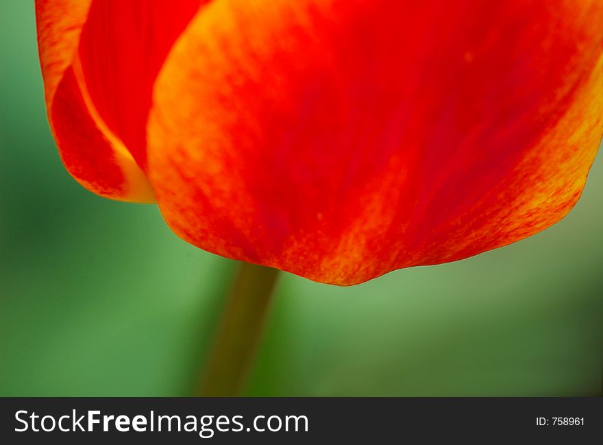 Red Tulip Petal