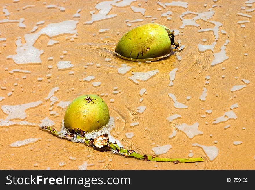 Two coconuts with thoughts of germination. Two coconuts with thoughts of germination.