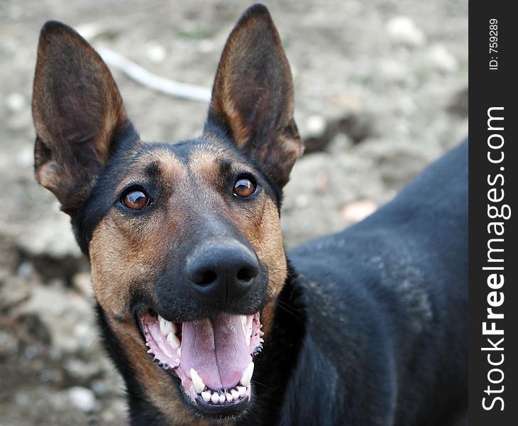 Dark haired german shepherd looking at the camera