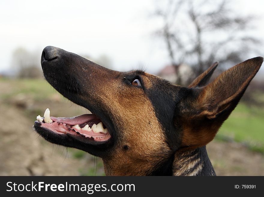 Brown -black german shepherd smiling