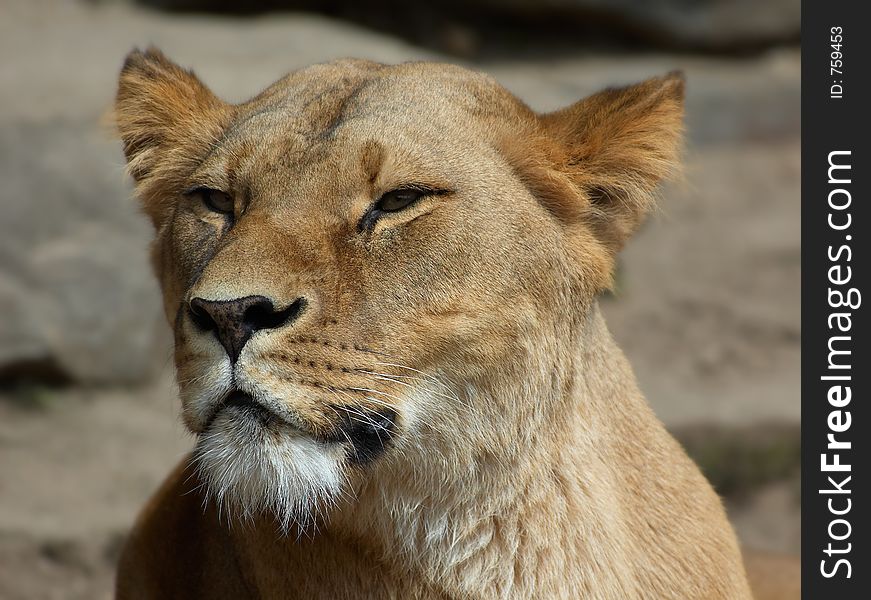 Beautiful female lion