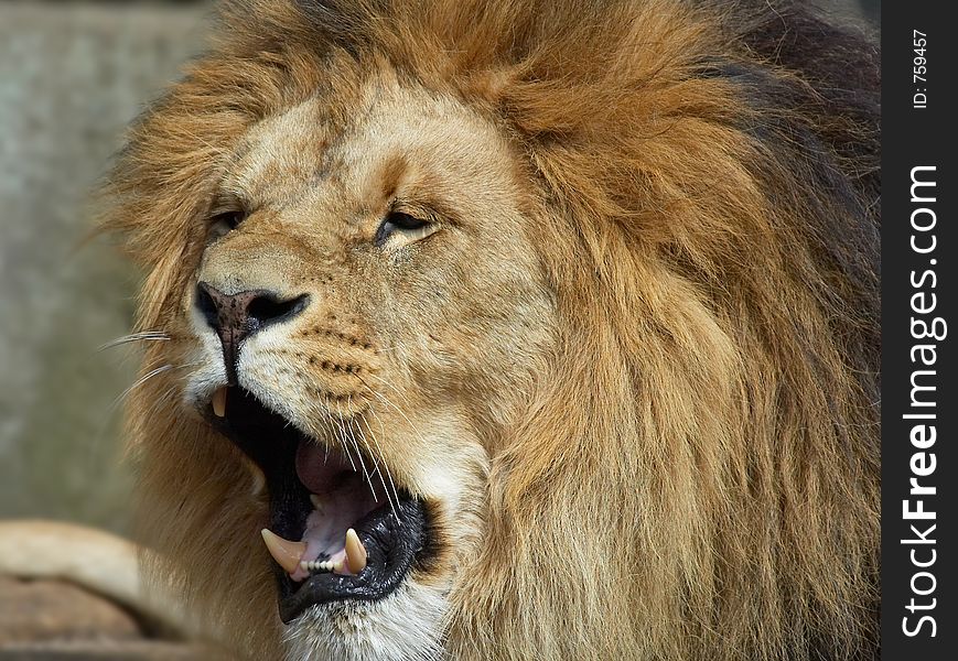 Lion showing its teeth. Lion showing its teeth