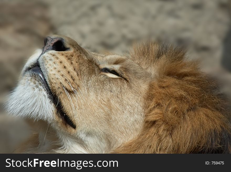 Lion looking up. Lion looking up