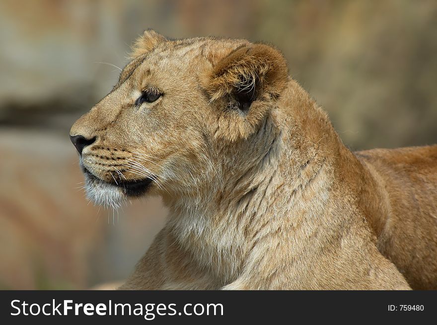 Female lion sees something interesting