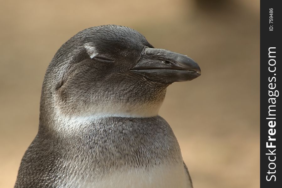 A penguin with its eyes closed. A penguin with its eyes closed