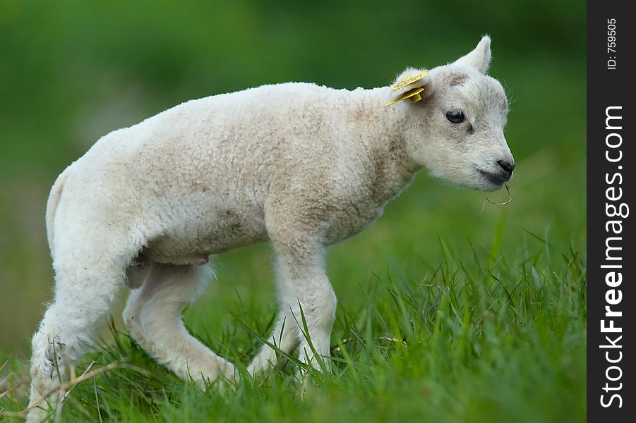 A cute lamb in the grass