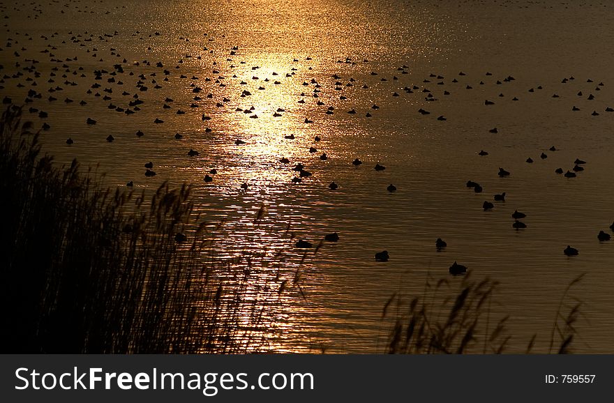 Reflection of a sunset with a lot of birds. Reflection of a sunset with a lot of birds