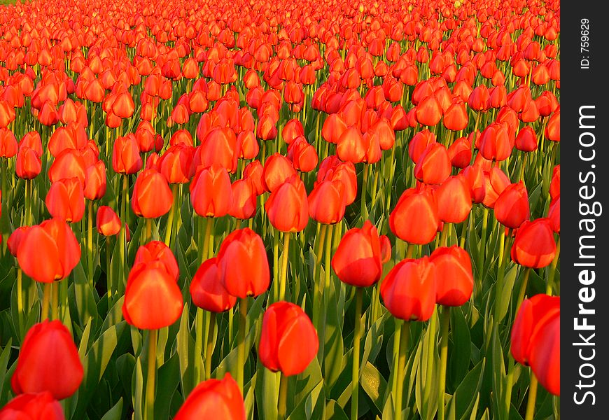 Lot of red tulips