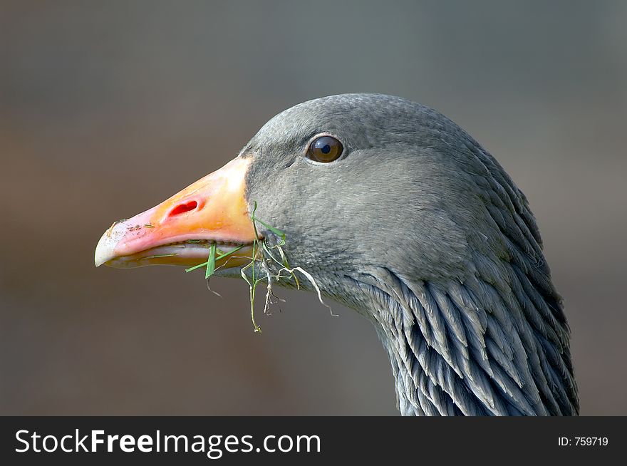 A goose with grass in its mouth. A goose with grass in its mouth