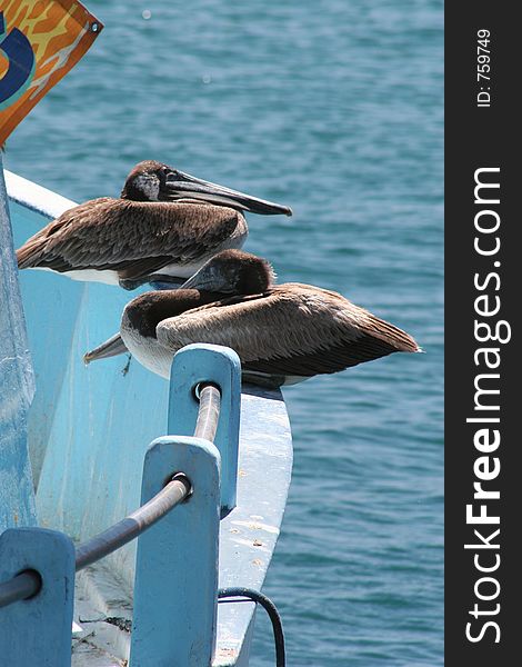 Two pelicans on fishing boat. Two pelicans on fishing boat