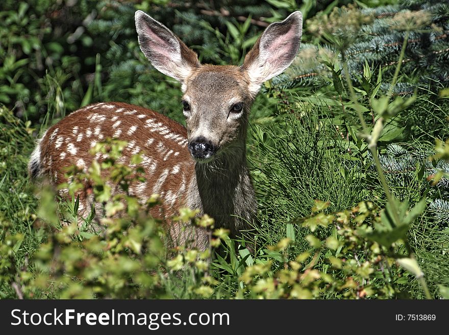 Close up of alert female deer in countryside.