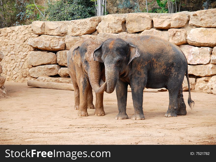 A pair of African Elephants in Jerusalem biblical zoo, Israel. A pair of African Elephants in Jerusalem biblical zoo, Israel