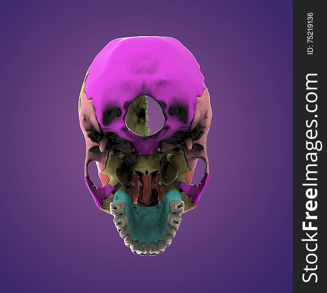 3d rendered illustration - human skull anatomy