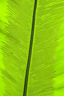 Tropical Green Leaf - Abstract Background Royalty Free Stock Photos Tropical Green Leaf - Abstract Background Royalty Free Stock Photos