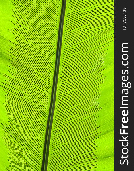 Tropical green leaf - abstract colour background