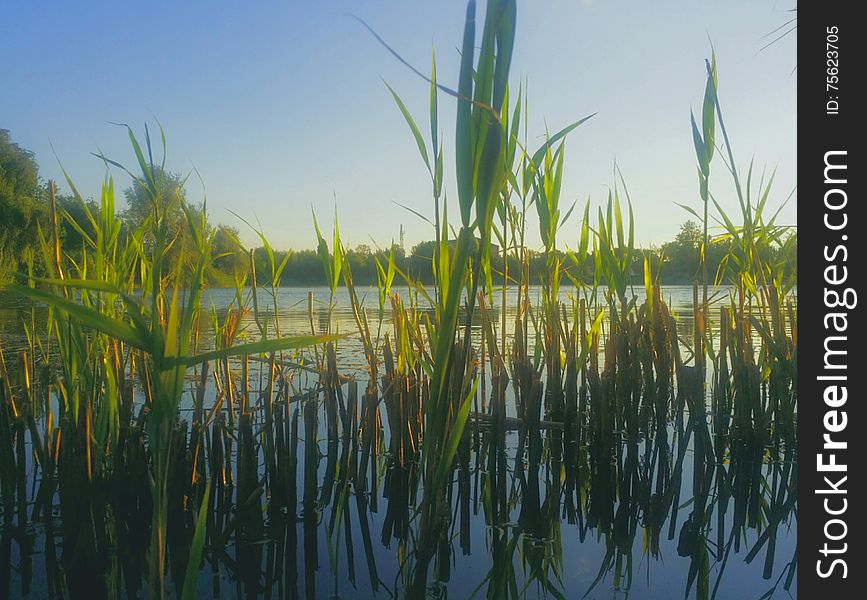 Aquatic Vegetation In The Danube Delta