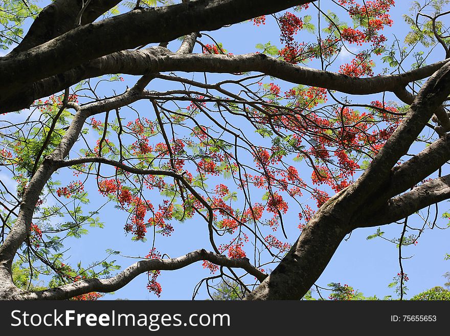 Flowering Tree on a Blue Sky