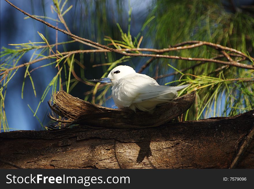 This is the picture of the hatching bird closed. The coconut is used as nestle. The morning tropical forest as background. Seychelles , Bird island. This is the picture of the hatching bird closed. The coconut is used as nestle. The morning tropical forest as background. Seychelles , Bird island.